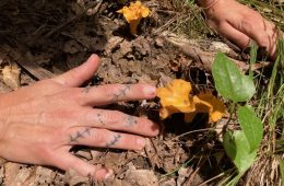 chanterelle mushrooms