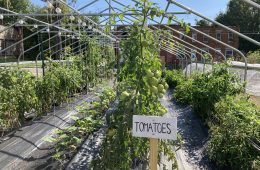 rows of tomatoes under a metal frame