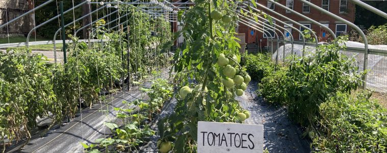 rows of tomatoes under a metal frame