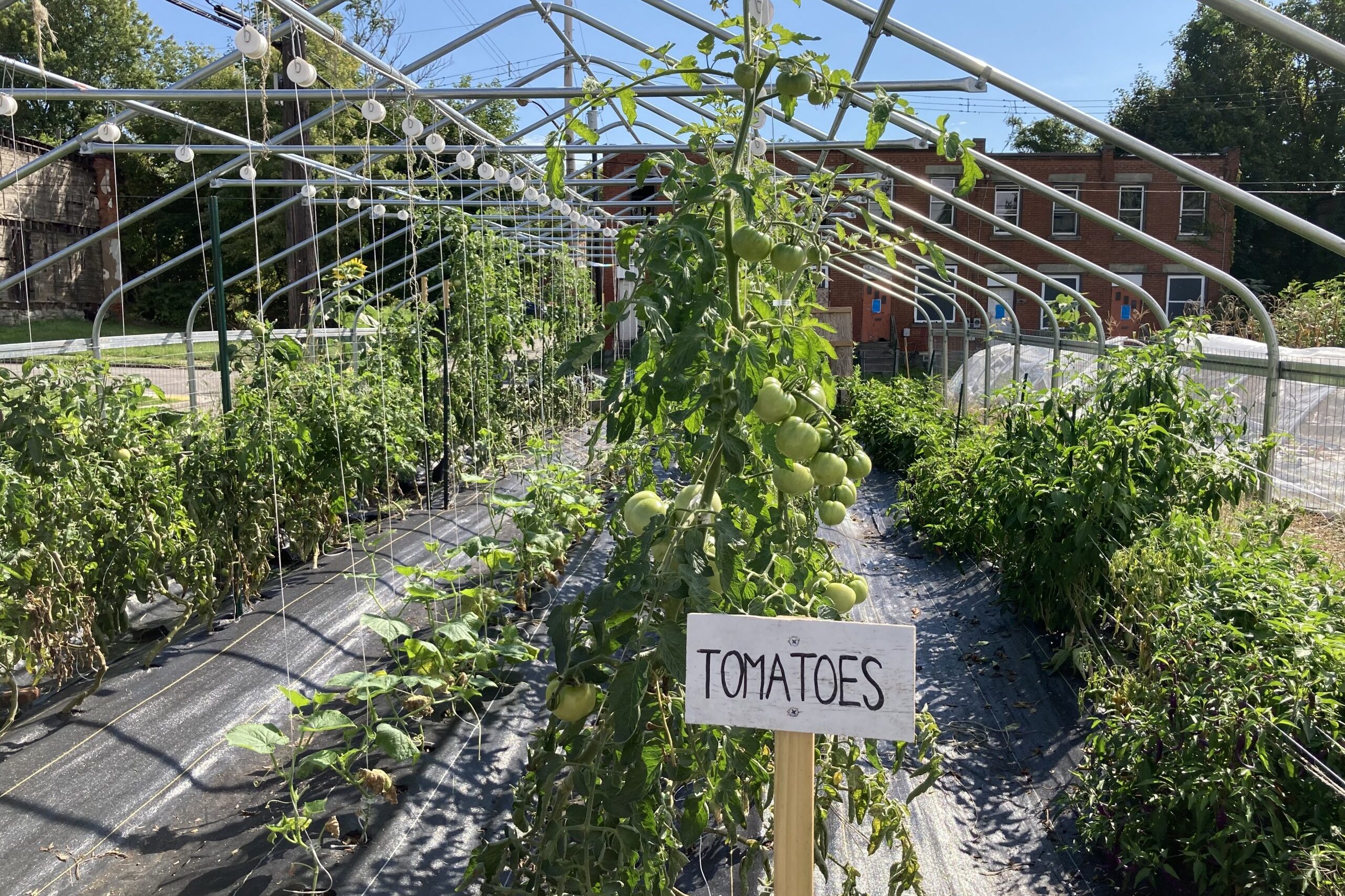 rows of tomatoes under a metal frame