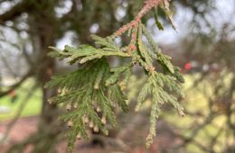 Arborvitae trees