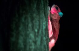 Squirrel glowing pink on a tree