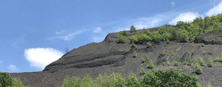 A large pile of coal towers over a clearing of trees