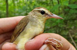 bird in a hand