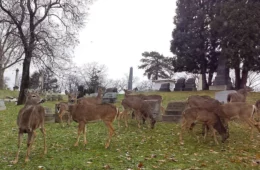 Herd of deer in a cemetery