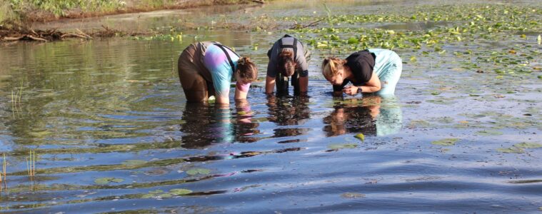 Three researchers bending over in knee-deep water