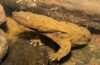 Eastern hellbenders on underwater rocks