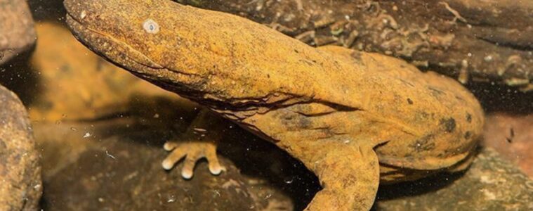 Eastern hellbenders on underwater rocks