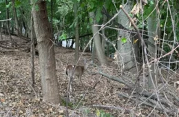 A deer in the park forest with little understory