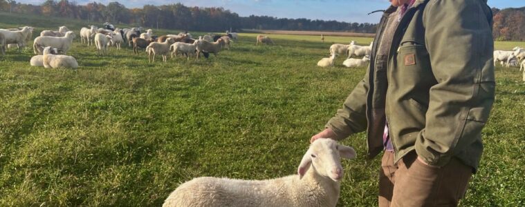 A woman pets a sheep in a field with a flock of sheep in the background