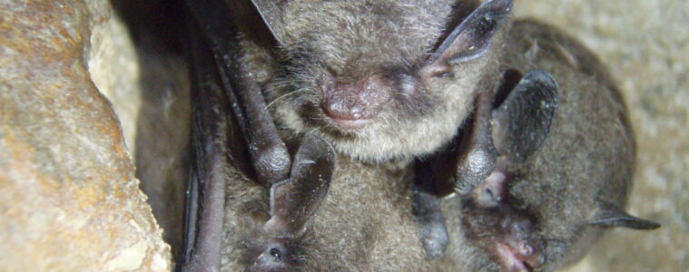 A cluster of gray bats hanging on a cave wall