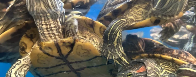 Several turtles swim in an aquarium.