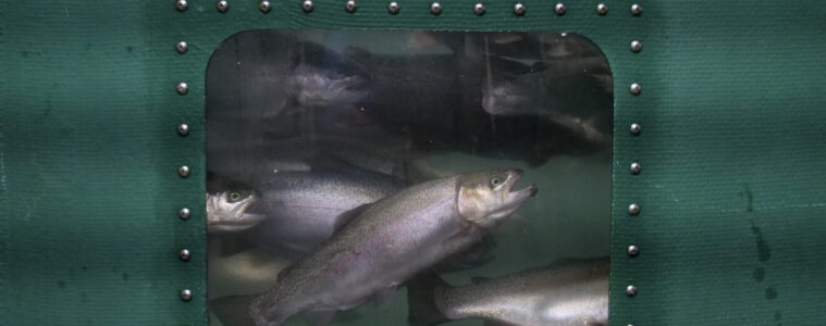 Grey trout in the window of a green fish tank