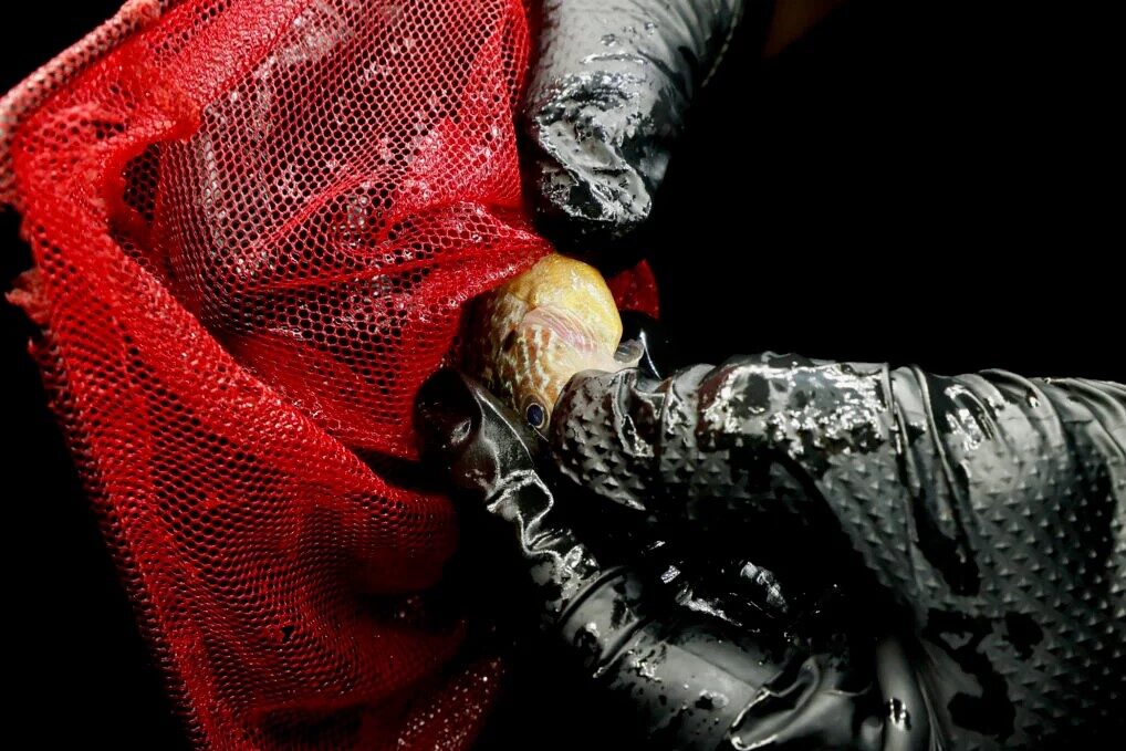 A closeup of a hand in a black glove holding a babu mussel