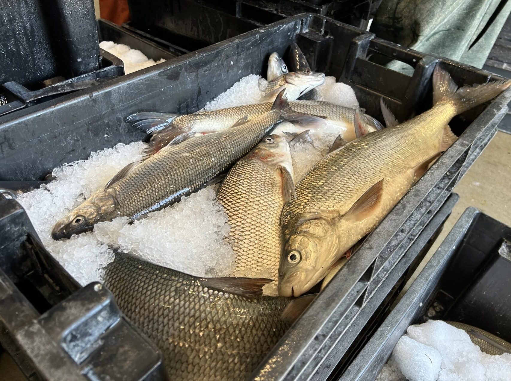 White fish on a bed of ice in a metal tub