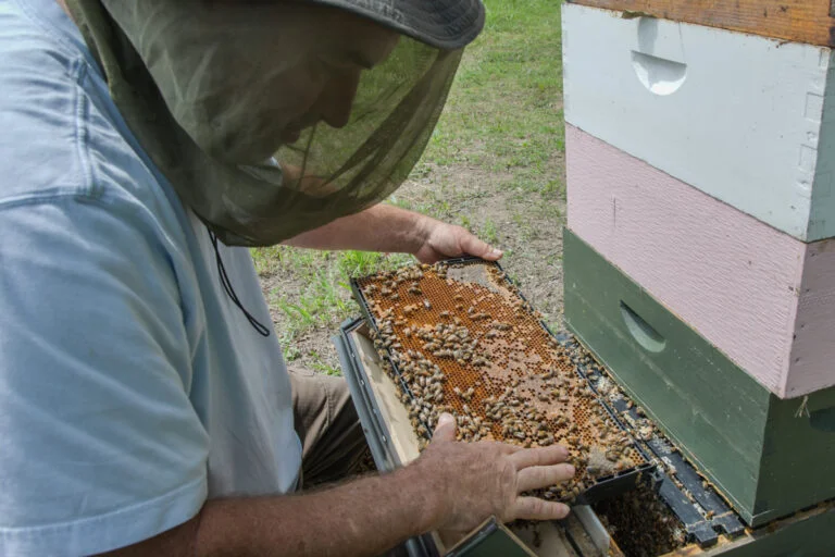 A man in a netted head covering looks at a tray of bees