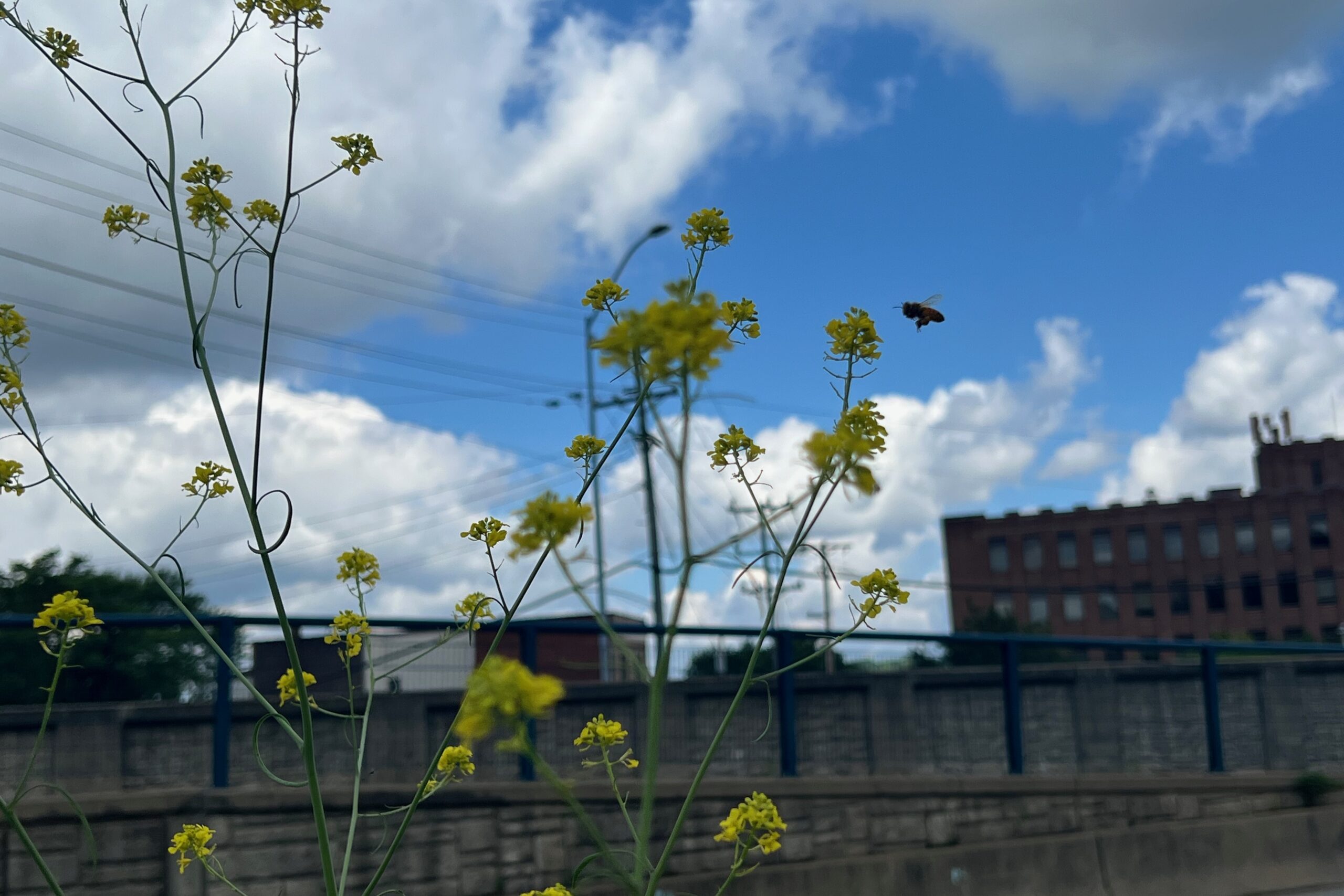 A bee is photoed mid-flight over yellow flowers with a blue sky and industrial buildling in the background
