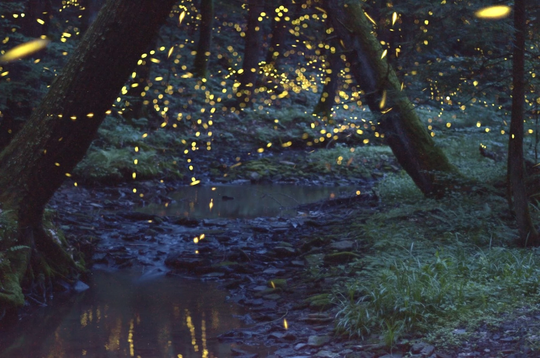 Hundreds of yellow lights hang in the air over a stream at dusk