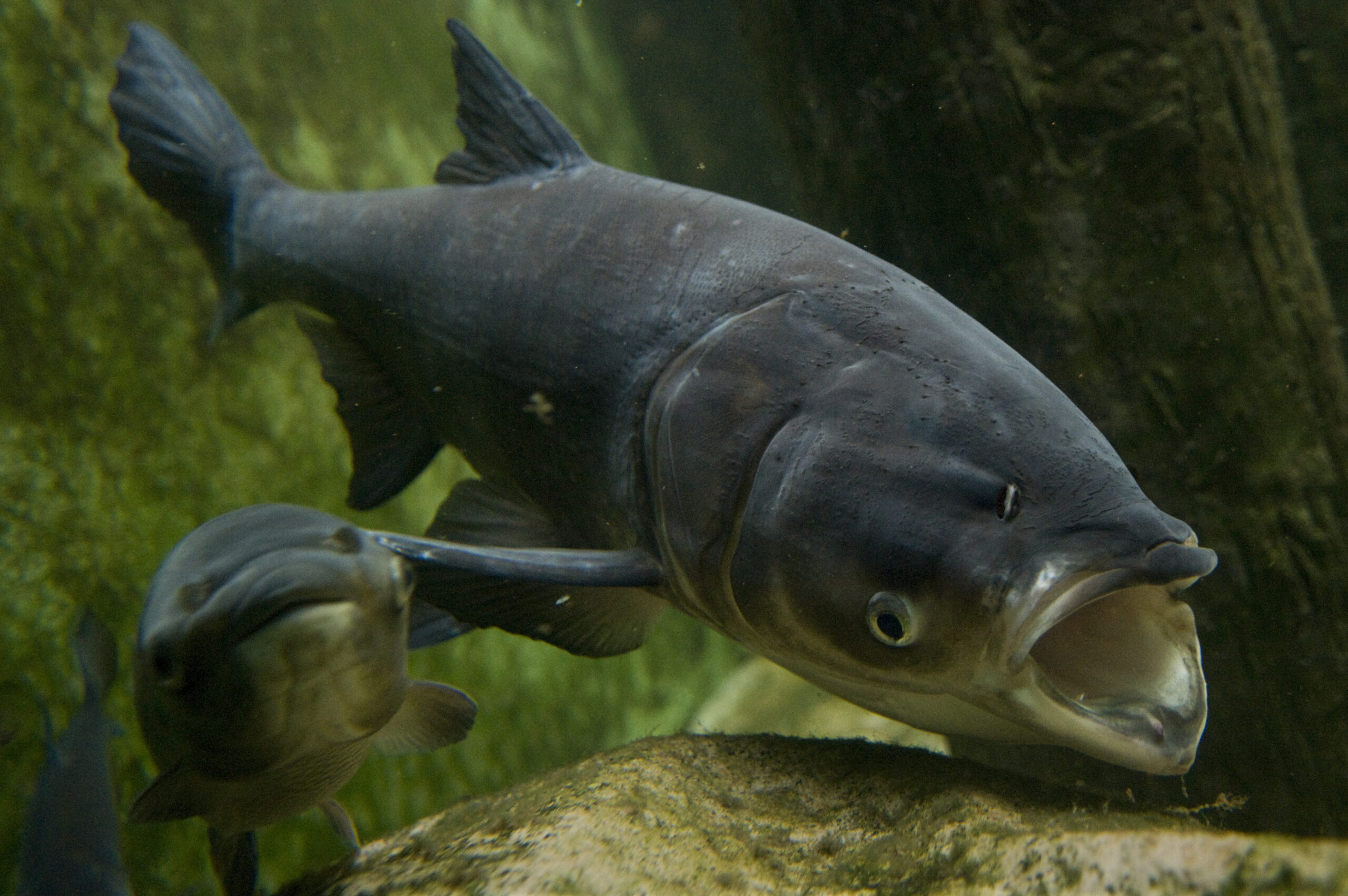 A black carp fish swims near a mossy rock with its mouth open.