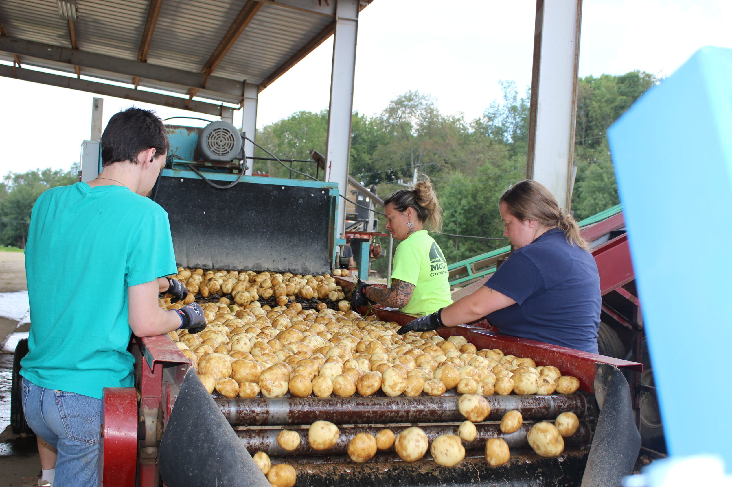 Workers at Troyer's farm sorting potatoes on a conveyor system