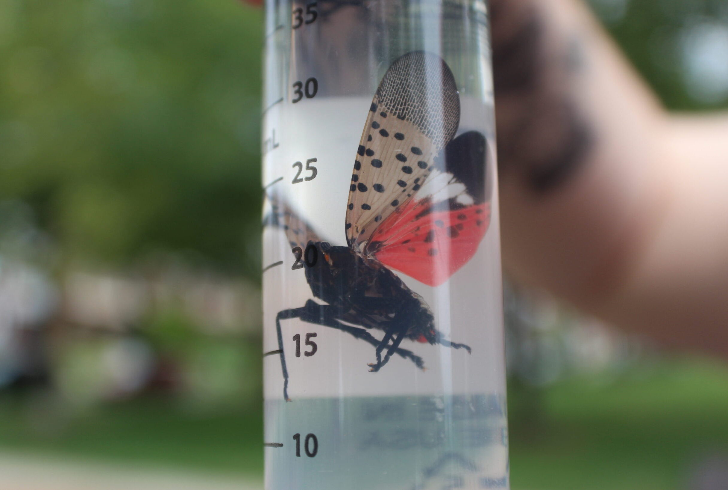 A red, black and tan spotted lanternfly specimen in a test tube.