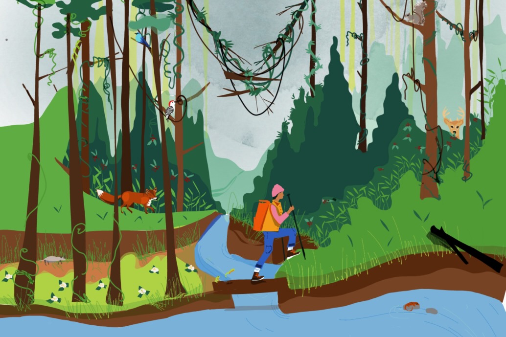 An illustration of a hiker in a forest crossing a small stream that leads into a larger creek