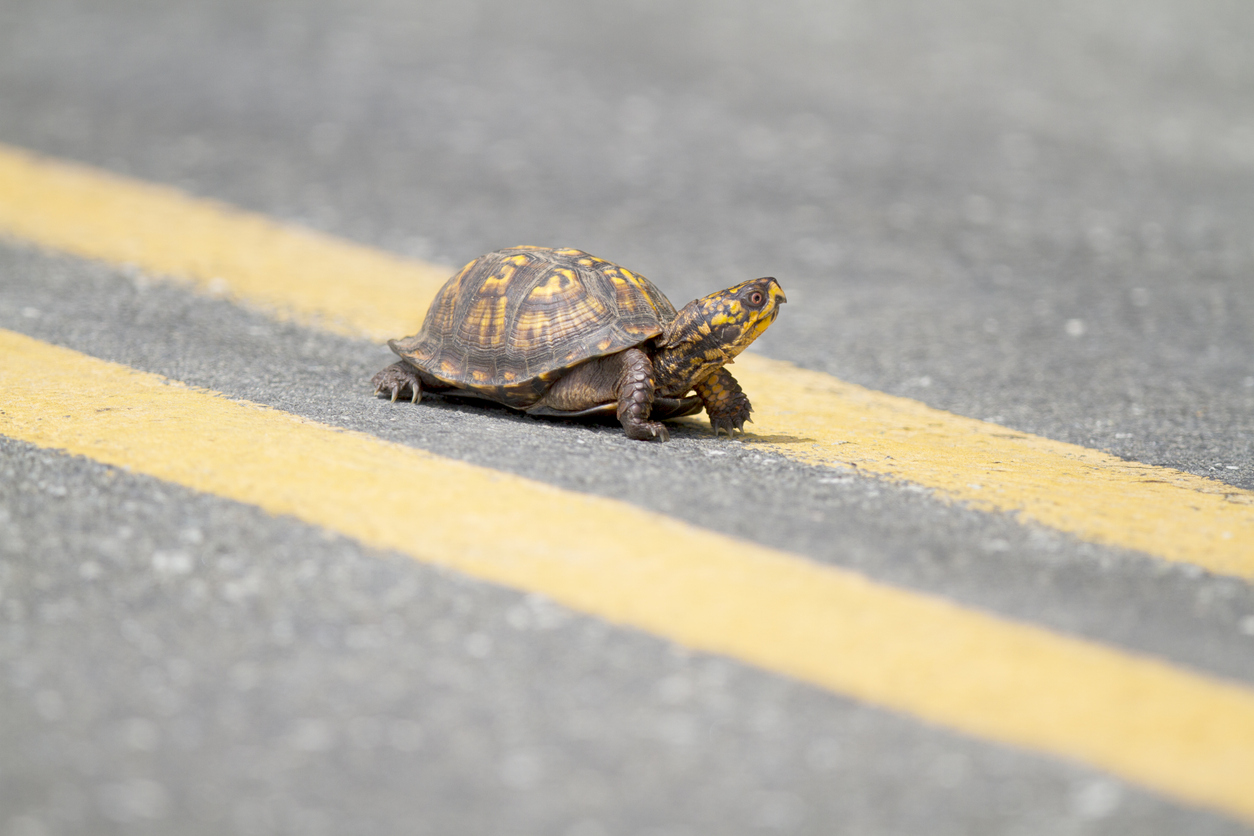 A small turtle on yellow lines in the middle of a road