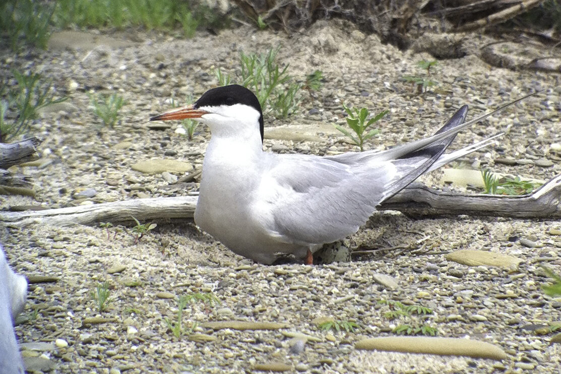 A white bird with a black cap and orange beak sits on an egg in the sand.