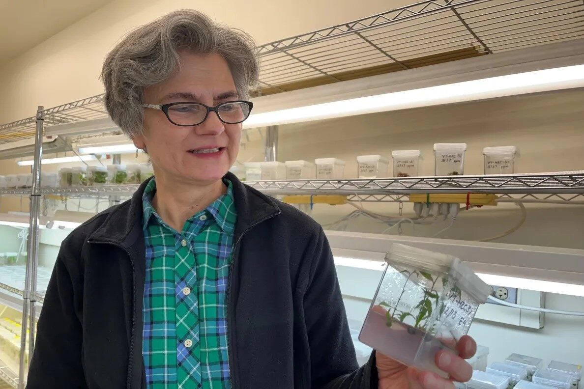 A woman with gray hair in a green shirt holds a small tree in a clear box.