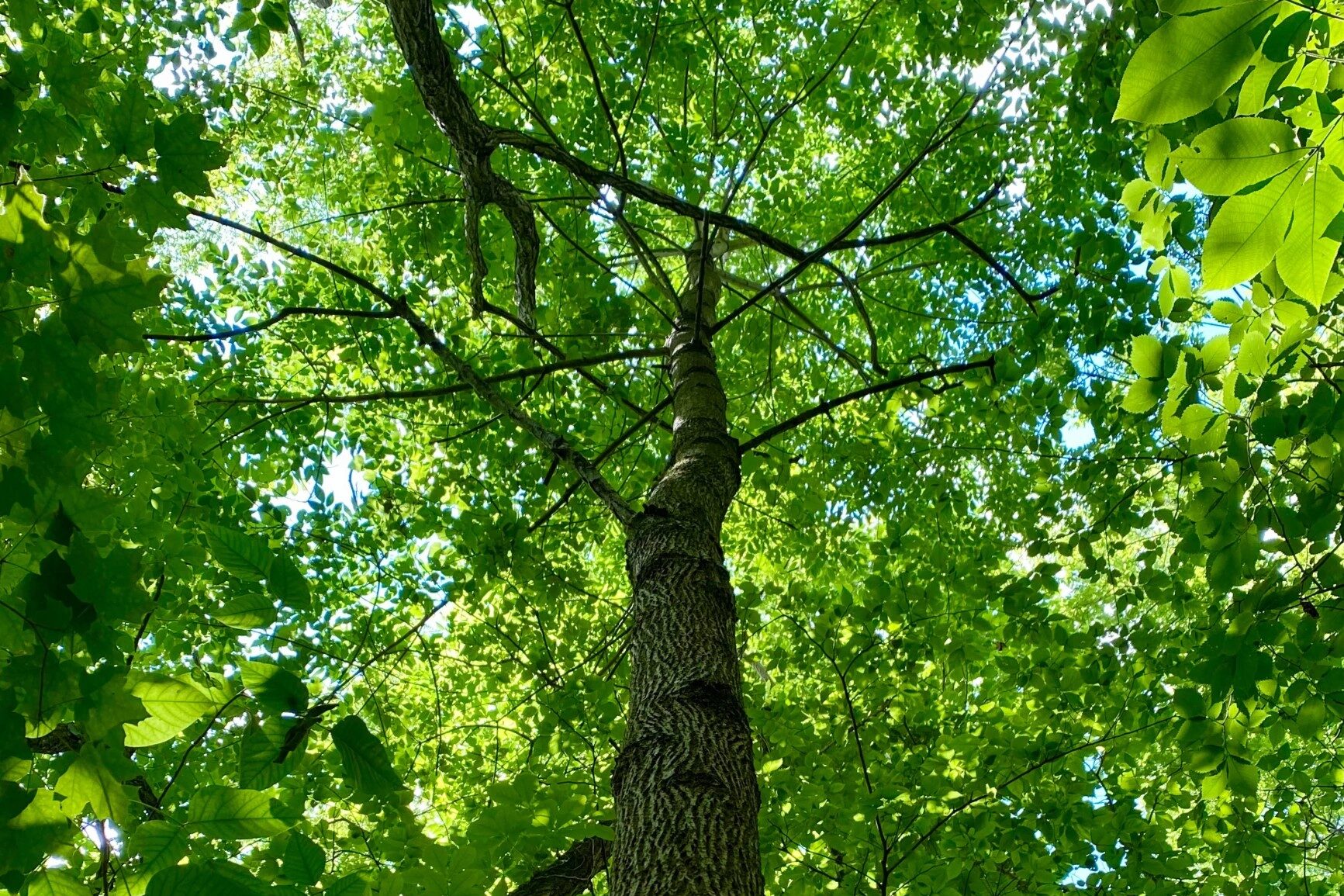 A tall green ash tree in the middle of a forest