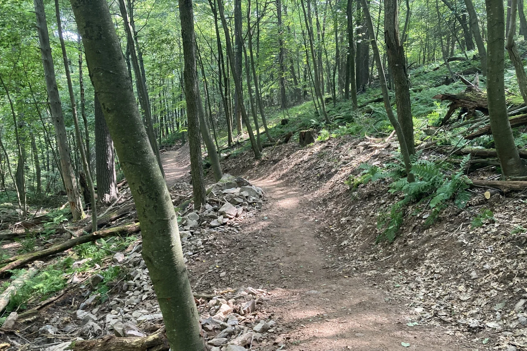 A dirt trail in a forest.