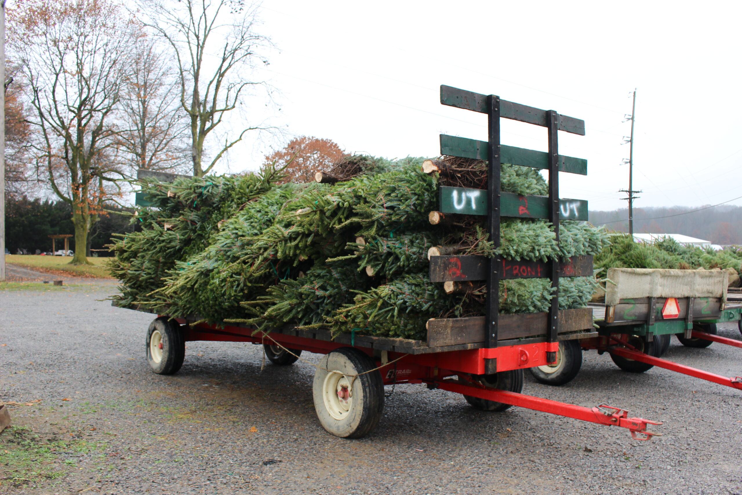 A trailer loaded with cut Christmas trees