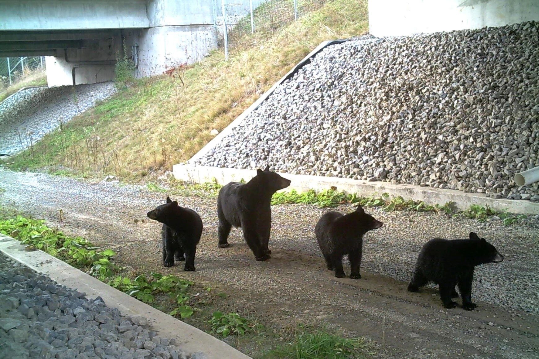 Four black bears cross under an overpass on gray gravel.