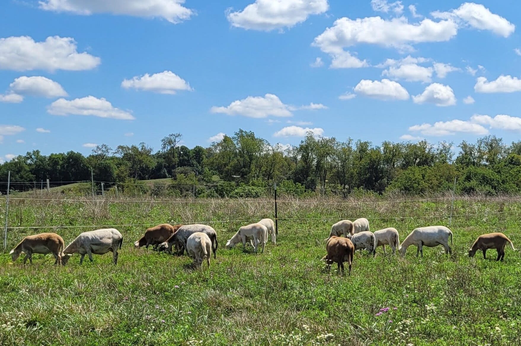 Goats graze in a green field, a blue sky with white clouds