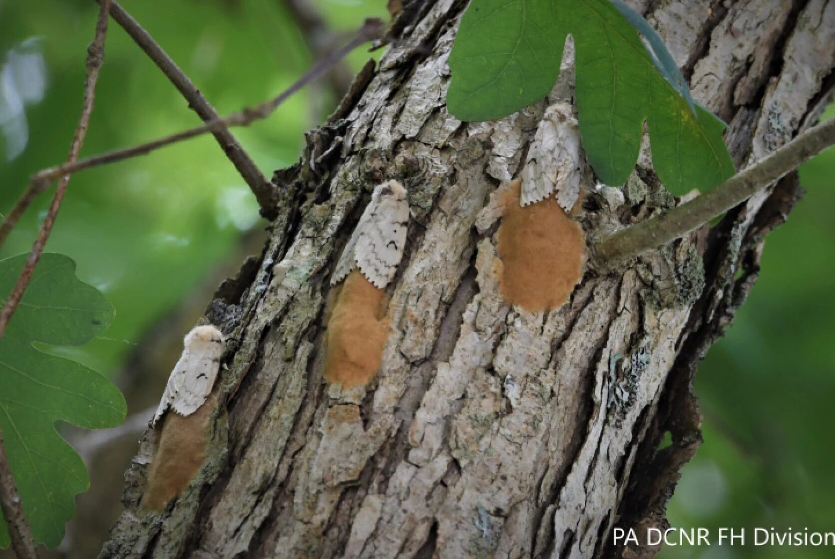 Brown eggs and white spongy moths on the bark of a tree