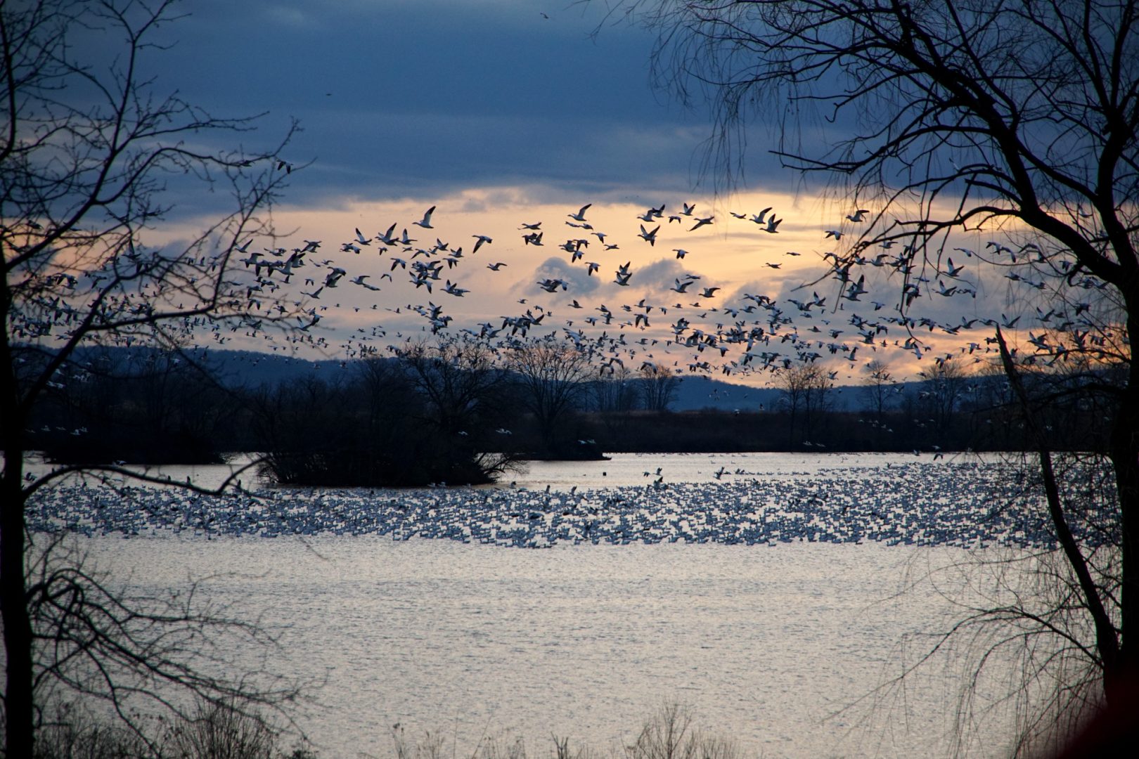 A flock of geese take to flight from a waterbody at sunset.